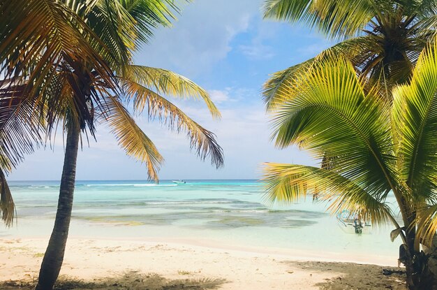 Hohe Palmen erheben den bewölkten Himmel am Strand in der Dominikanischen Republik