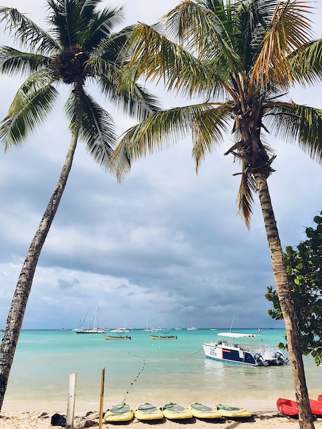 Hohe Palmen erheben den bewölkten Himmel am Strand in der Dominikanischen Republik