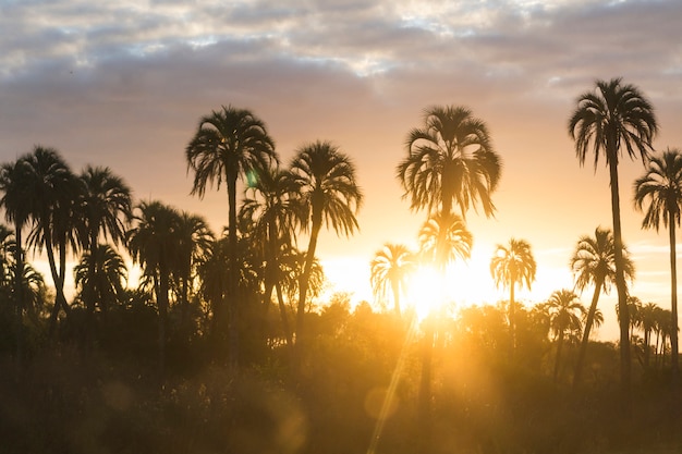 Kostenloses Foto hohe palmen und wundervoller himmel mit wolken bei sonnenuntergang