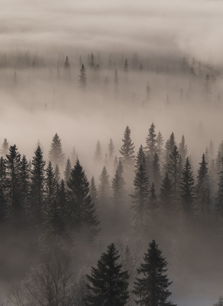Kostenlose Foto hohe winkelansicht eines immergrünen waldes, der mit nebel bedeckt ist