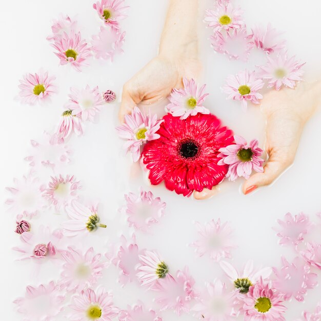 Hohe Winkelsicht der Hand einer Frau mit den roten und rosa Blumen