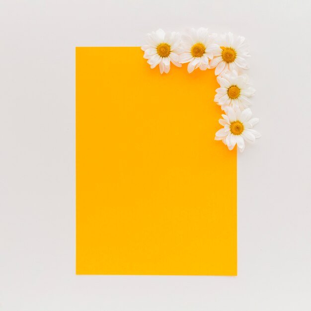 Hohe Winkelsicht des orange leeren Papiers mit weißem Gänseblümchen blüht auf weißem Hintergrund