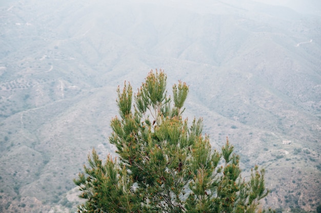 Kostenloses Foto hohe winkelsicht des pinecone baums vor berglandschaft