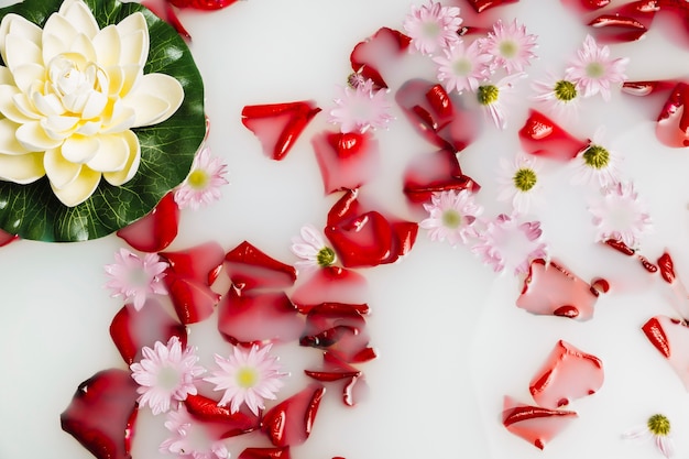 Hohe Winkelsicht von den Blumenblumenblättern und von Lotos, die auf Milch schwimmen