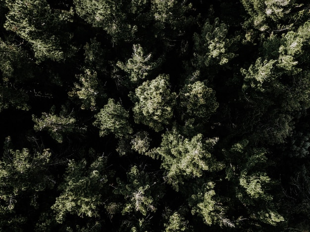 Kostenloses Foto hohe winkelsicht von den grünen bäumen, die im wald wachsen