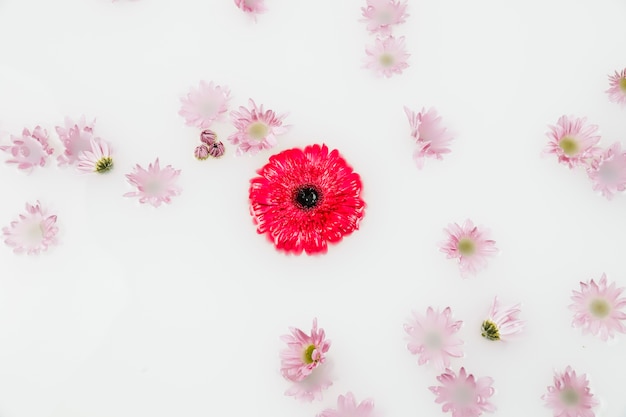 Hohe Winkelsicht von den roten und rosa Blumen, die auf Wasser schwimmen