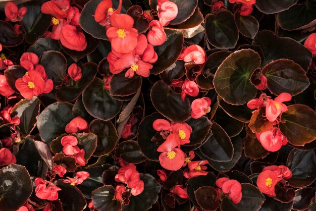 Hohe Winkelsicht von frischen roten Begonienblumen