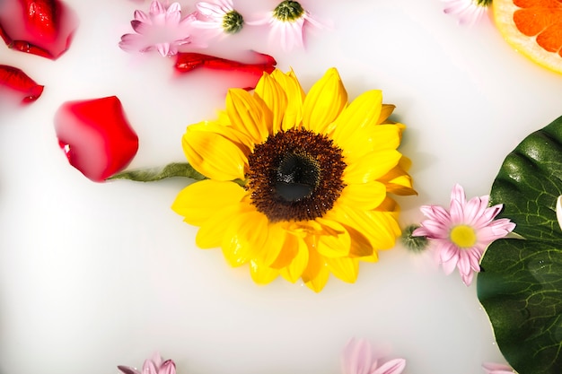 Hohe Winkelsicht von gelben Blumen und von Blumenblättern, die auf Milch schwimmen