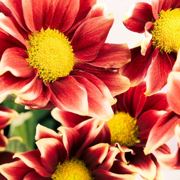 Hohe Winkelsicht von roten und gelben Chrysanthemenblumen