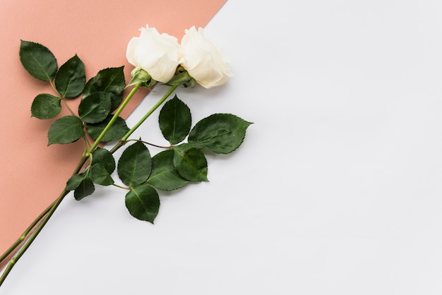 Hohe Winkelsicht von zwei schönen Rosen auf Doppelhintergrund