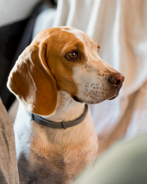 Kostenloses Foto hoher blick schöner hund