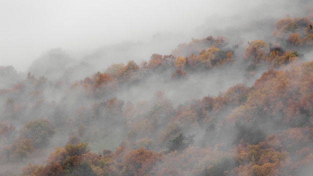 Kostenloses Foto hoher engel schoss von einem nebel in den bergwäldern