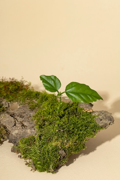 Kostenloses Foto hoher graswinkel, der auf dem erdpodium wächst