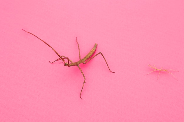 Hoher Winkel des seltsam aussehenden Mantis-Insekts
