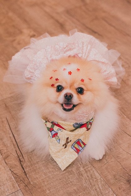 Hoher Winkel schoss ein Chihuahua, der ein niedliches Hochzeitskleid trägt, das lächelnd posiert und direkt schaut