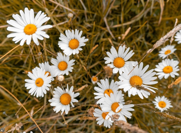 Hoher Winkelschuss der schönen Gänseblümchenblumen auf einem grasbedeckten Feld