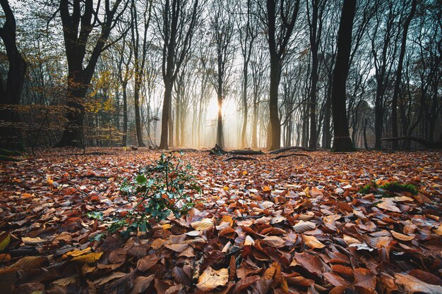 Hoher Winkelschuss des roten Herbstlaubs auf dem Boden in einem Wald mit Bäumen