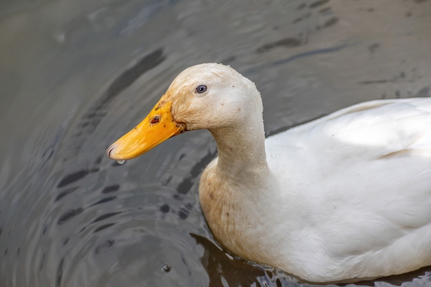Hoher Winkelschuss einer weißen Ente, die im See schwimmt