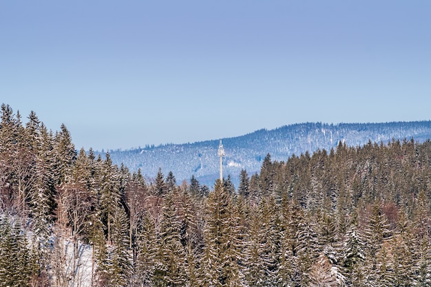 Hoher Winkelschuss eines bewaldeten Berges mit einem klaren blauen Himmel im Hintergrund