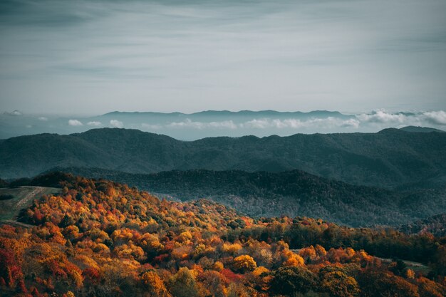 Hoher Winkelschuss eines bunten Herbstwaldes unter dem düsteren Himmel