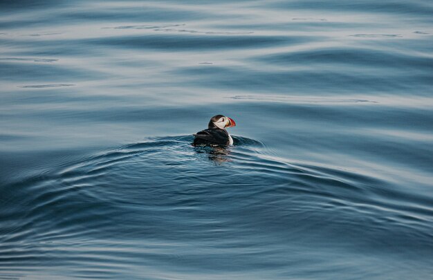 Hoher Winkelschuss eines niedlichen Papageientauchervogels, der im Ozean schwimmt