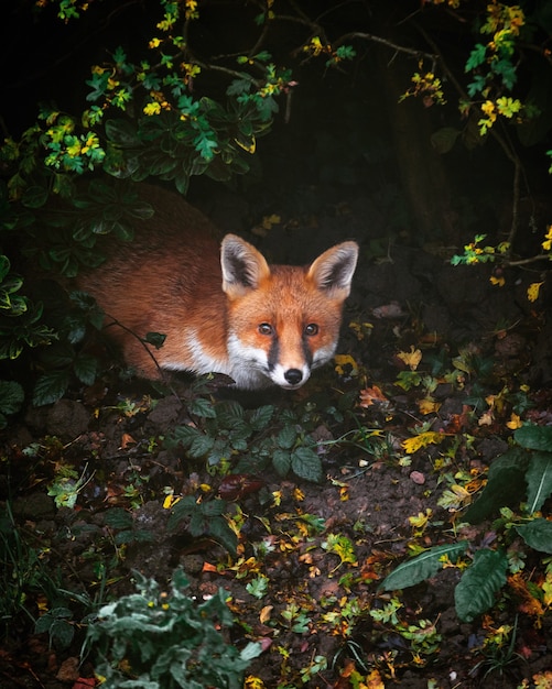 Hoher Winkelschuss eines Rotfuchses in einem Wald, der im Grün unter den Lichtern bedeckt ist