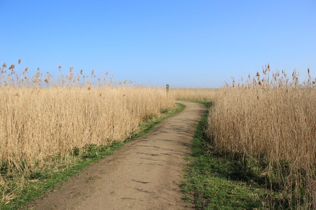 Hoher Winkelschuss eines Weges im Weizenfeld mit dem blauen Himmel im Hintergrund