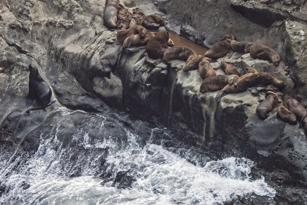 Hoher Winkelschuss von Robben, die auf einem Felsen nahe dem Wasser liegen