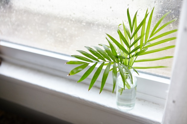 Hoher Winkelschuss von Zimmerpflanzenblättern in einer Flasche mit Wasser nahe dem Fenster