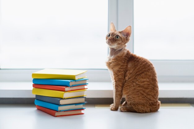 Hoher Winkelstapel Bücher neben Katze