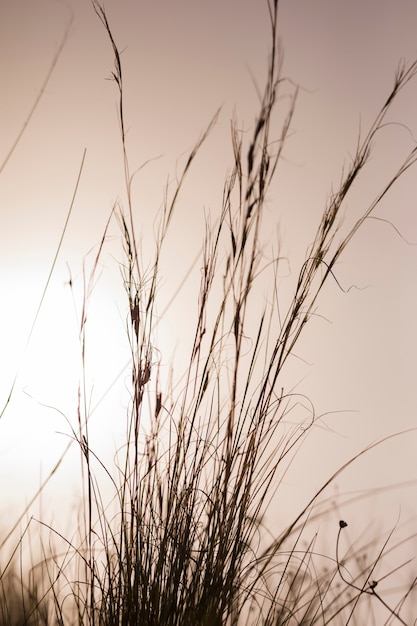 Kostenloses Foto hohes gras gegen dramatischen himmel