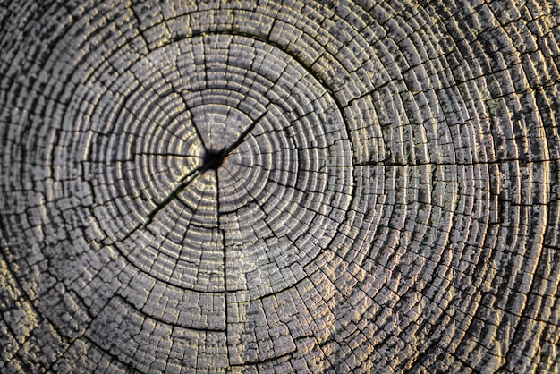 Holz leer Panel Hintergrund grungy