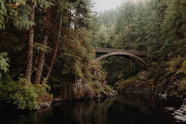 Holzbrücke auf dem Fluss in einem Wald, umgeben von Bäumen und Büschen