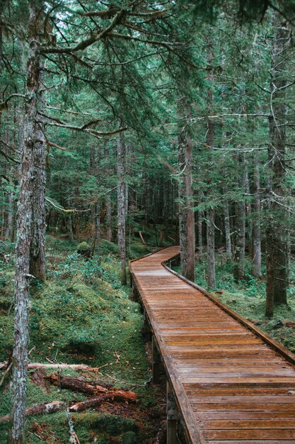 Holzbrücke in einem Wald, umgeben von Moosen und immergrünen Pflanzen