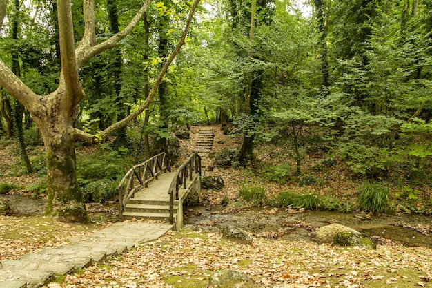 Holzbrücke über einen schmalen Fluss in einem dichten Wald