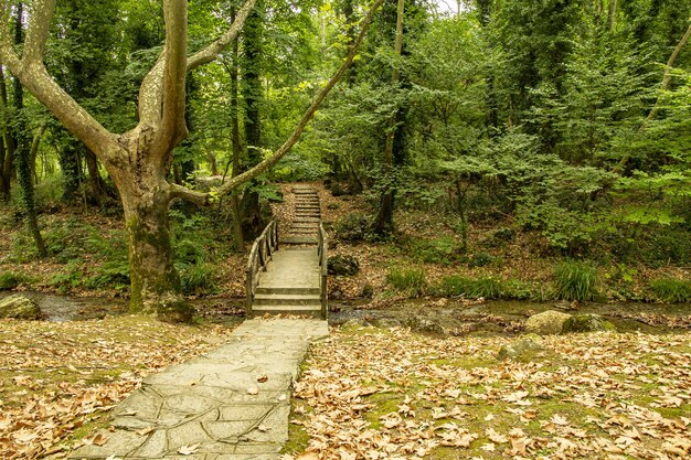 Holzbrücke über einen schmalen Fluss in einem dichten Wald