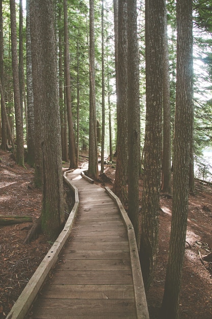 Holzfußweg, umgeben von Bäumen in einem Wald unter Sonnenlicht - perfekt für Tapeten