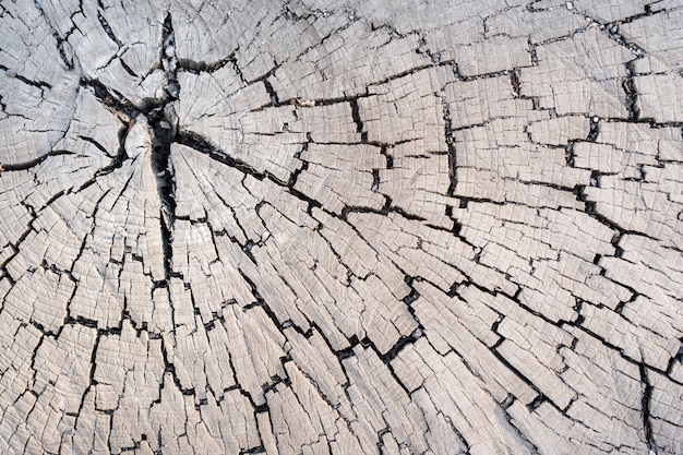 Holzlärchenbeschaffenheit des geschnittenen Baumstammes, Nahaufnahme. Stumpfholz.