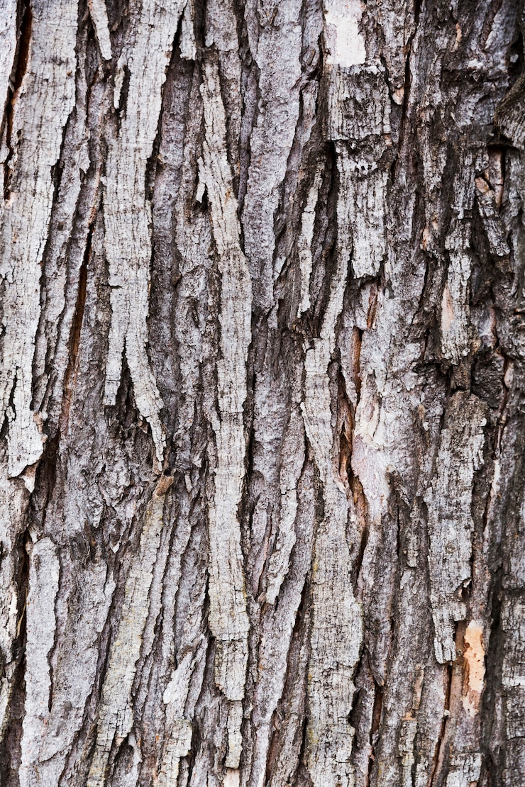 Kostenlose Foto holzrinde mit gealtertem aussehen