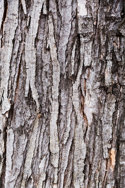 Holzrinde mit gealtertem Aussehen