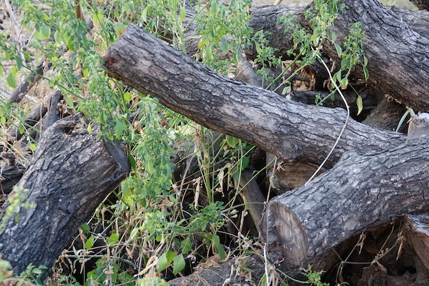 Kostenloses Foto holzstämme