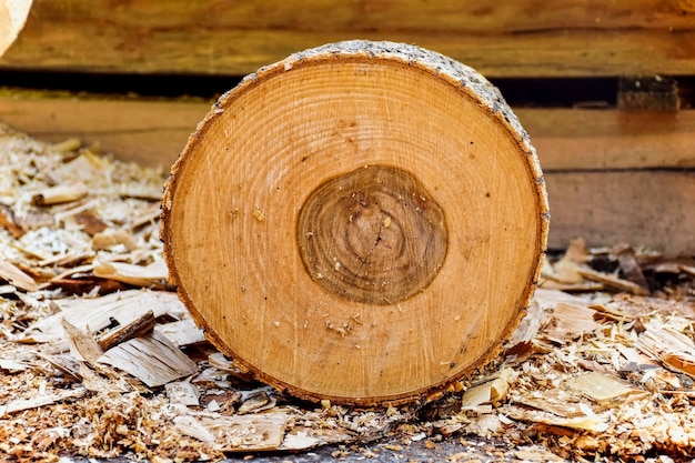 Holzstamm mit Rinde