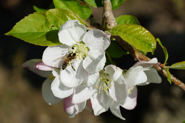 Honigbiene auf einer weißen Blume mit einem unscharfen Hintergrund