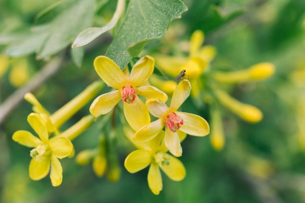 Honigbiene auf goldener aktueller Blume