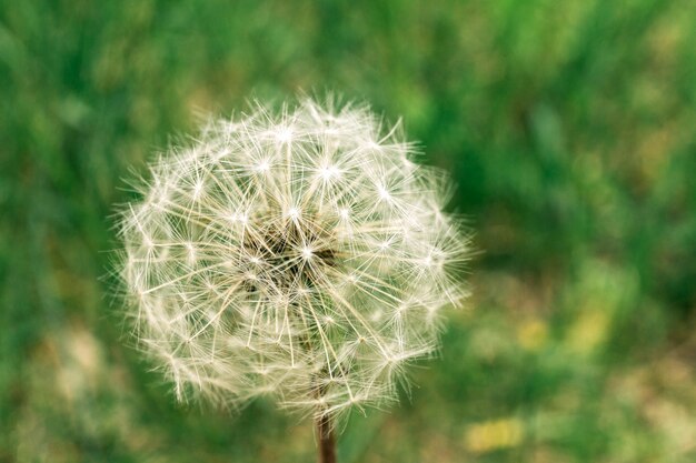 Honigbiene, die auf Blume bestäubt