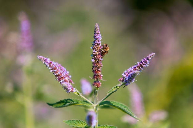 Honigbiene, die Nektarine von der Blume nimmt