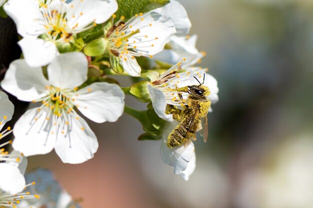 Honigbiene sammelt Pollen von einem blühenden Birnbaum.