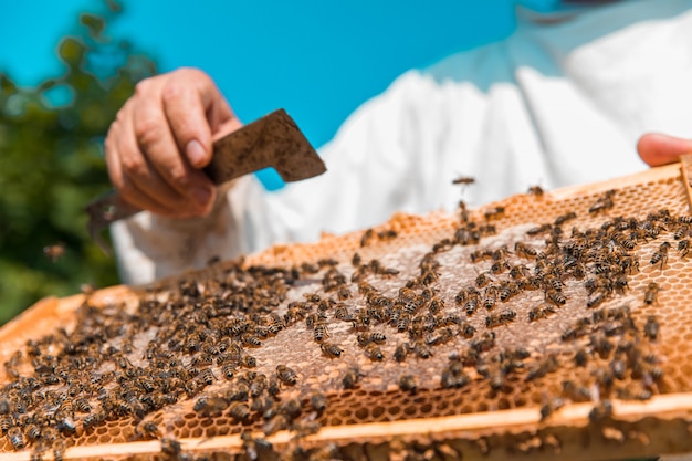 Honigbienen auf einem hölzernen Bienenstock. Hochwertiges Foto