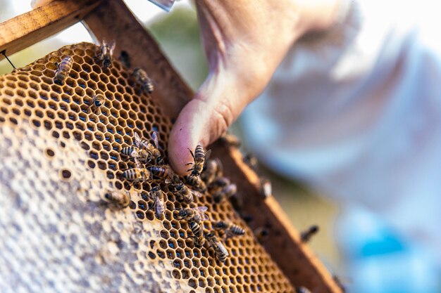 Honigbienen, die auf hölzernen Bienenstöcken gehen