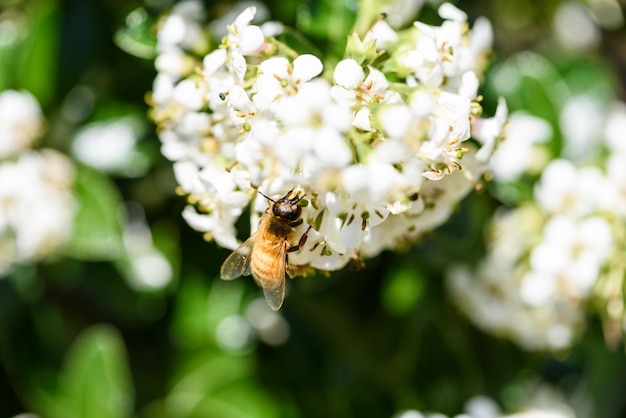 Kostenloses Foto honigbienen